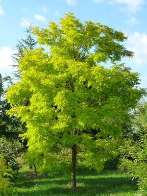 Robinia akacjowa